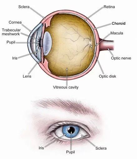 Anatomy of the Eye