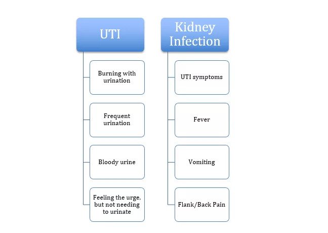 UTI & Kidney Infection